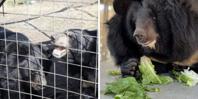 2-up photo composite: on the left, two asiatic bears at tri-state zoo behind a wire fence. on the right, one of the bears appears healthier, eating lettuce from tthe floor of his clean quarantine room in sanctuary