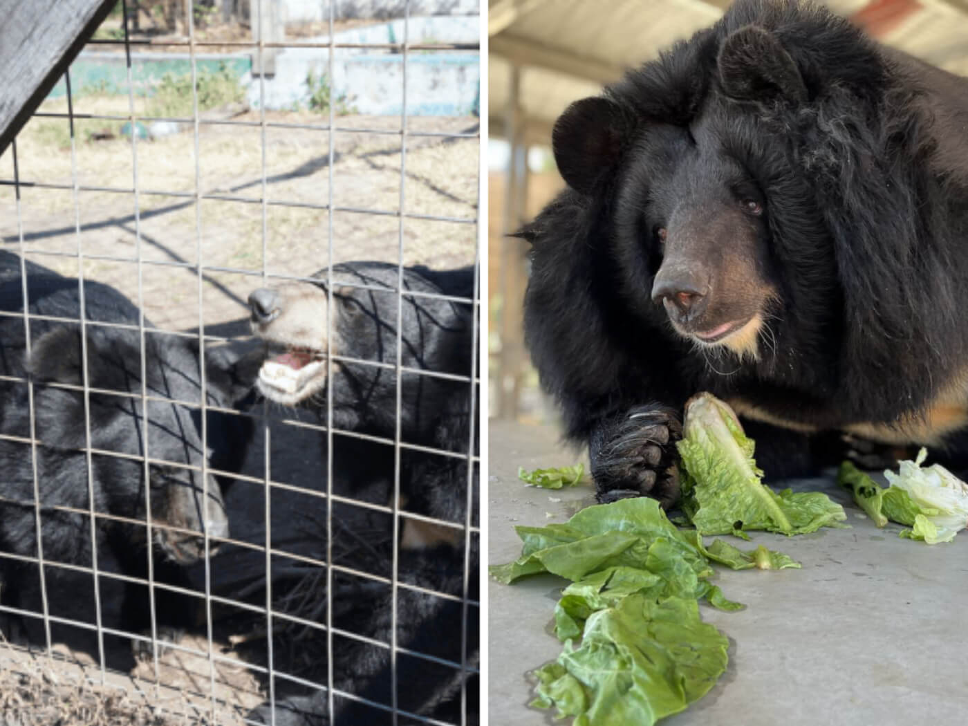2-up photo composite: on the left, two asiatic bears at tri-state zoo behind a wire fence. on the right, one of the bears appears healthier, eating lettuce from tthe floor of his clean quarantine room in sanctuary