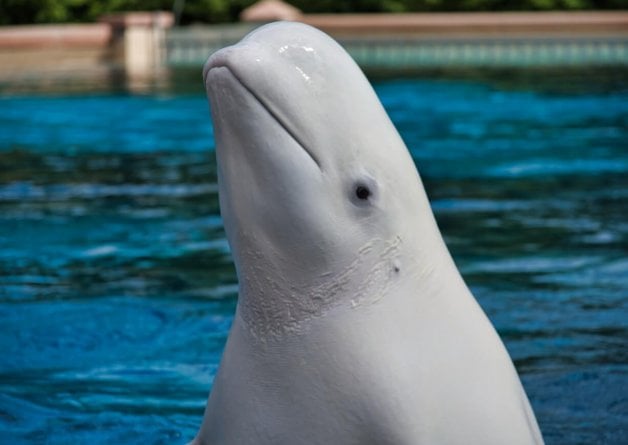 SeaWorld Forces Beluga Whales to Breed and Give Birth in Bathtubs