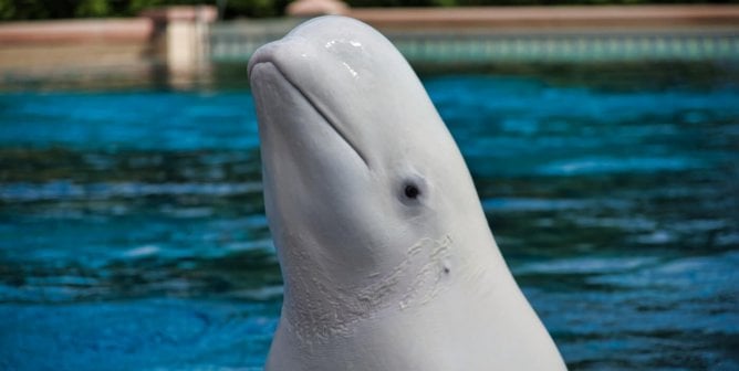 beluga sticks their head out of water