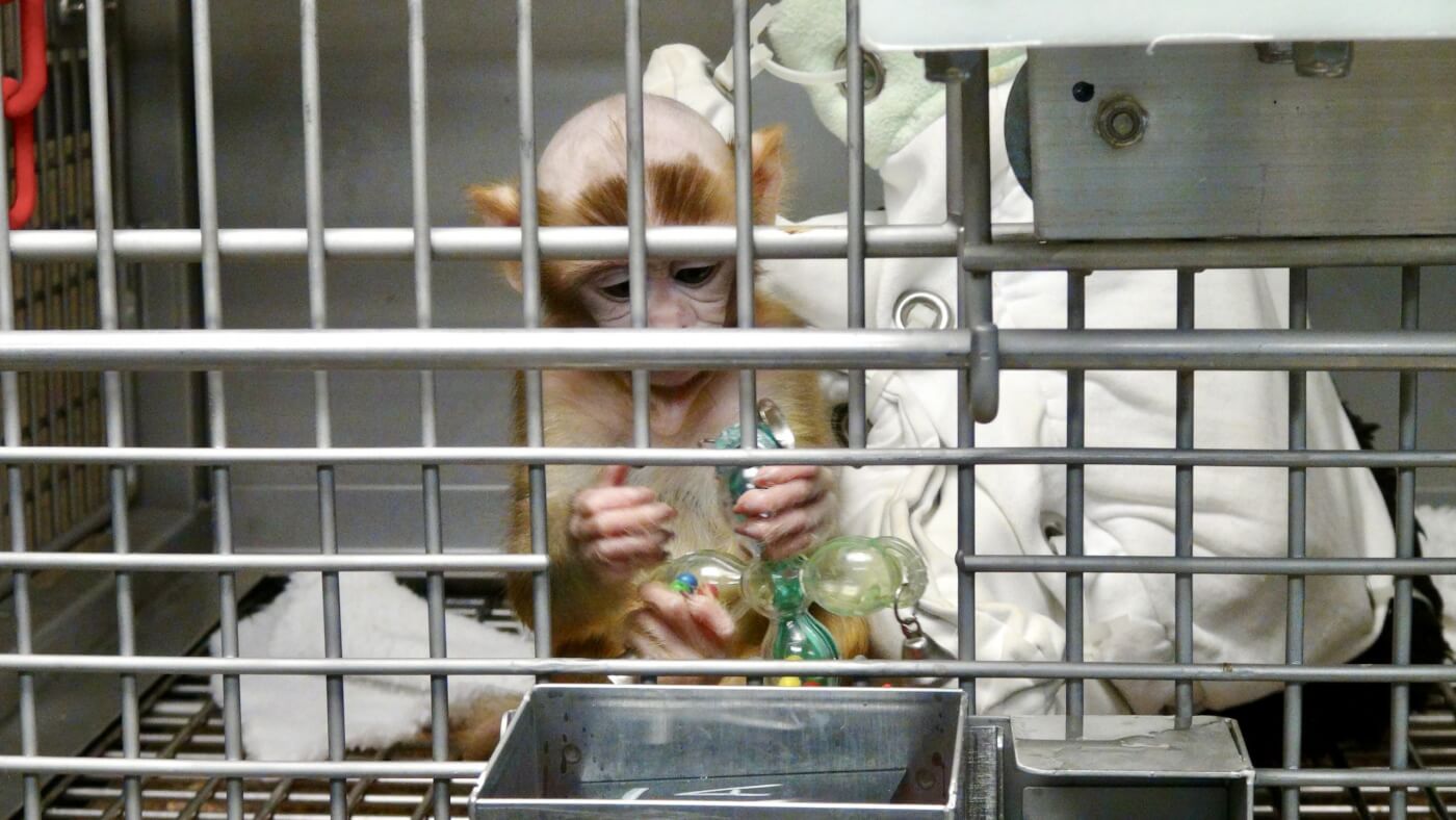 A baby monkey in a cage who is being used in a laboratory experiment. They are clinging to the cage bars and looking down.