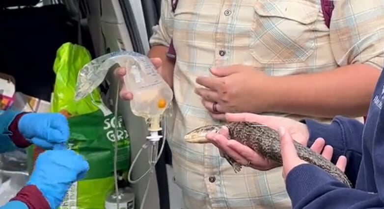 a blue-tongue skink is being held in someone's hands while a doctor administers emergency fluids from an IV bag.