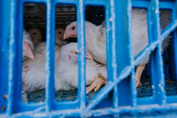 Several hens huddle inside one of several plastic crates stacked on the bed of a transport truck