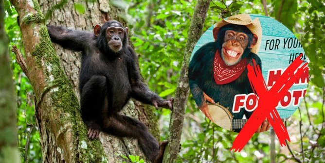 chimpanzee in tree next to small circle with dressed up chimpanzee with an x over the image