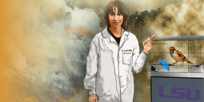 Christine Lattin climate change experiments illustration showing the experimenter with a pile of dead birds