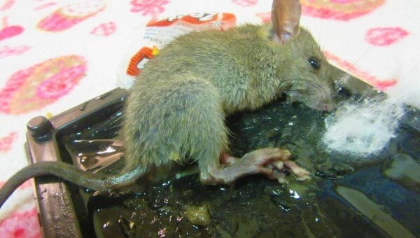 small mouse in glue trap