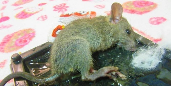 small mouse in glue trap