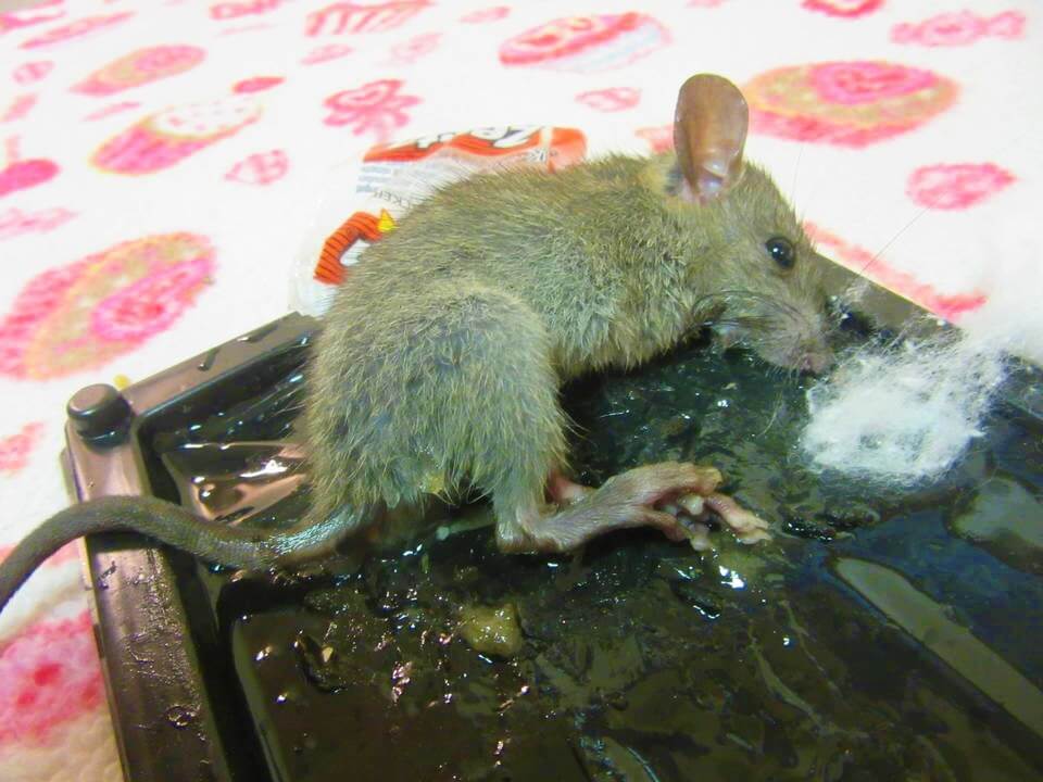 small mouse in glue trap