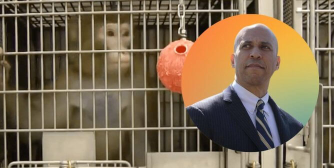 Sen. Cory Booker Urges Secretary Becerra to Investigate  Million NIH Grant for Monkey Lab
