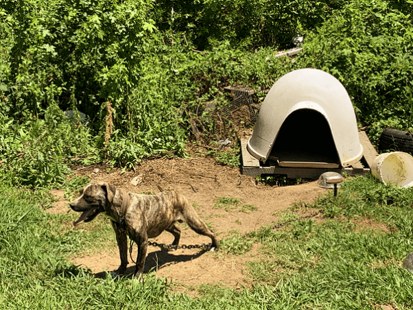 dog Rhino in June hot weather