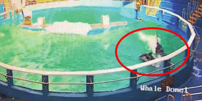 Shocking New Photos From USDA Inspection Reveal Glaring Failures at Miami Seaquarium