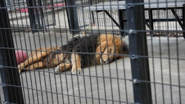 Wild Animals Languish in Lagoon Amusement Park’s Tiny Cages and Barren Pens—Act Now!