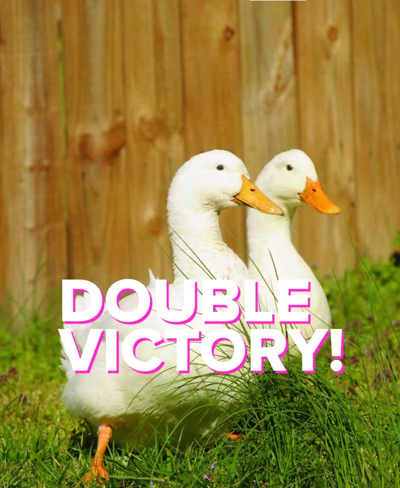 foiegras double victory featureimage Victory for Ducks! Two Restaurants Stop Serving Foie Gras
