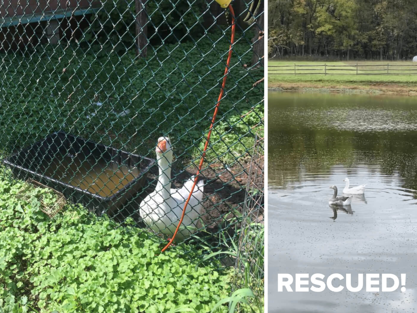 a photo collage showing geese next to filthy drinking water in a fenced enclosure at tri-state zoo, next to a photo of them swimming on a pond in freedom living in sanctuary.