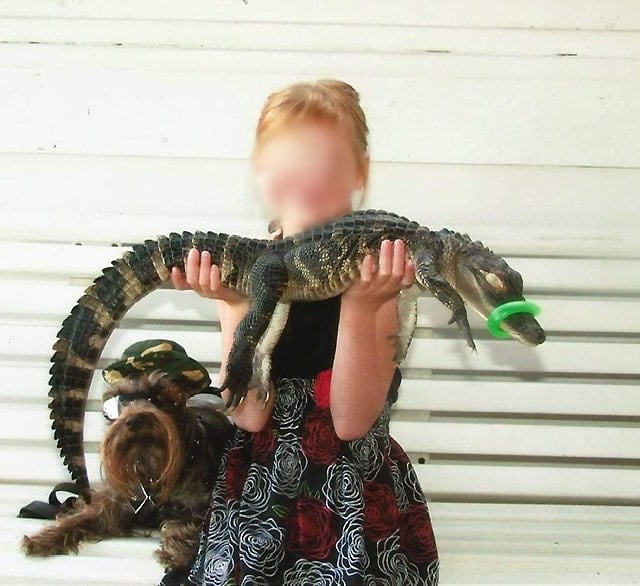 girl holding captive baby alligator