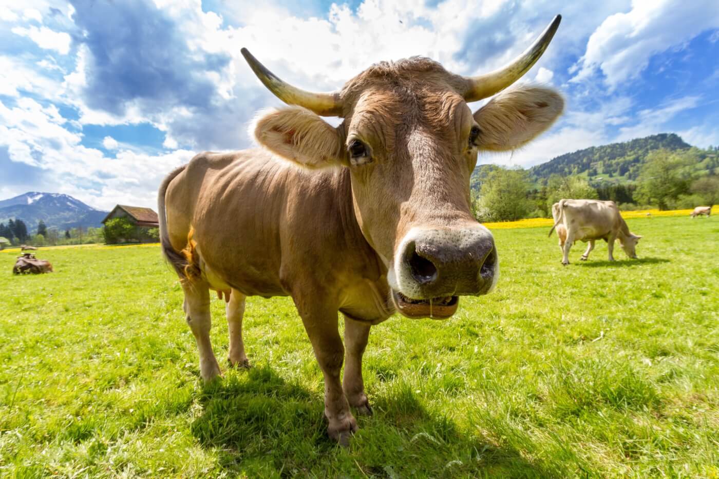 happy brown cow in open green field under blue sky with scattered white clouds