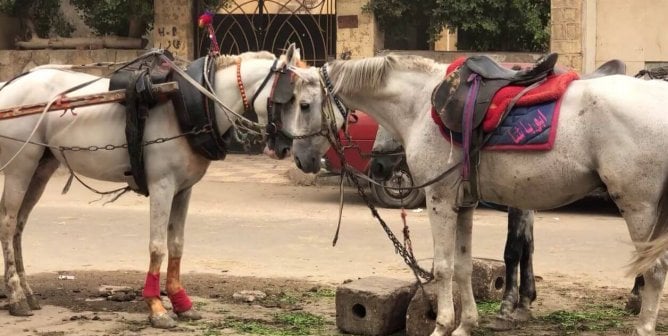 Tourists Beware: Animals Beaten, Abused at One of the Seven Wonders of the World
