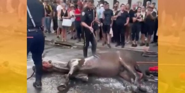 ryder the horse collapses in NYC street