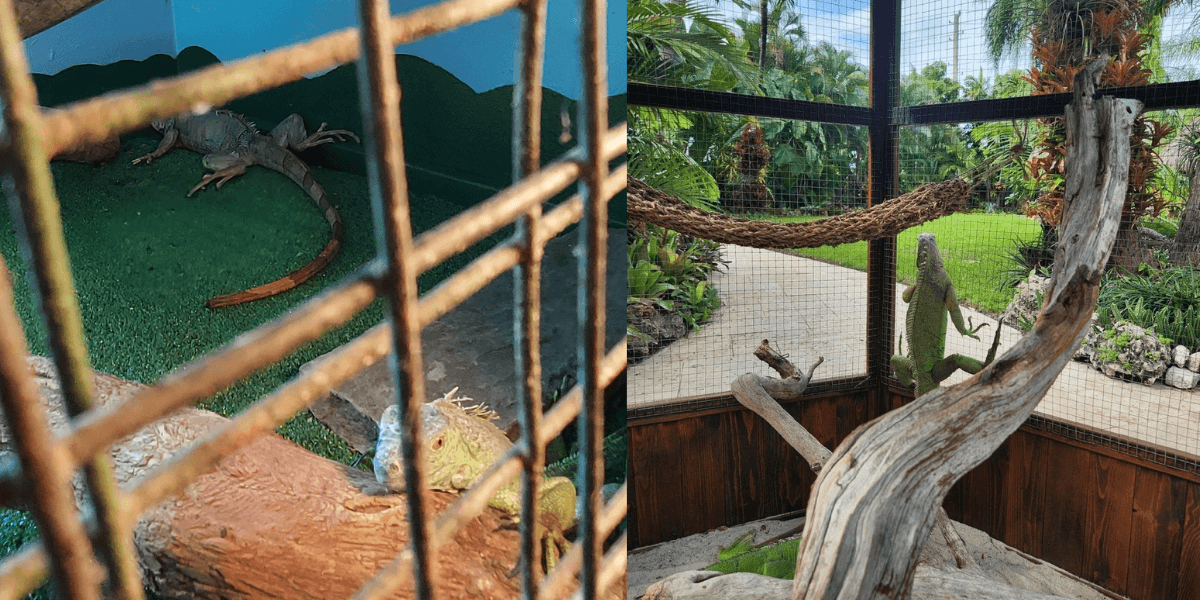 iguana PETA Rescues 65 Animals From Tri-State Zoological Park
