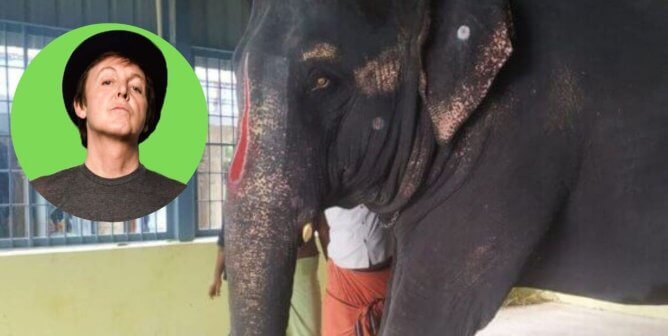 ‘Come Together’: Join Sir Paul McCartney and PETA India’s Call to Free Abused Elephant Joymala