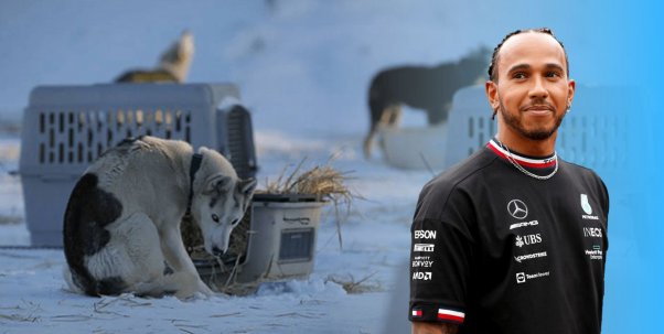 Dogs left outside in the cold, Lewis Hamilton