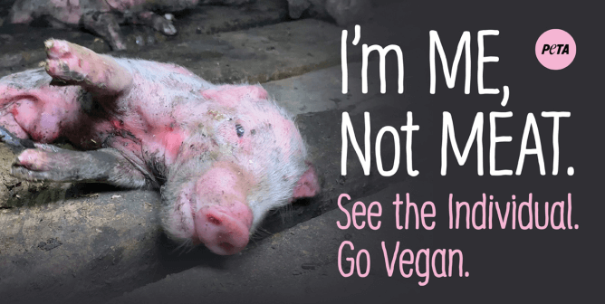 BREAKING: Men Who Saved Dying Piglets From Smithfield Farm Acquitted on All Charges: What YOU can do!