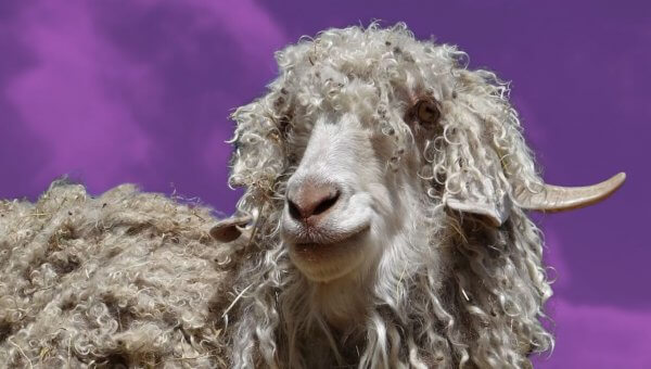 Gentle Goats Cut Up for Mohair and Cashmere—Tell H&M to Stop Supporting This Abuse
