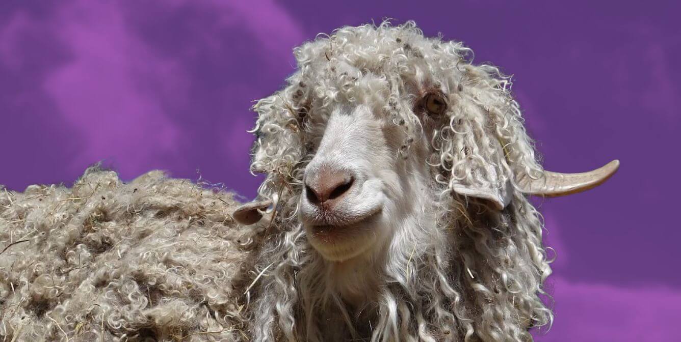mohair goat purple background