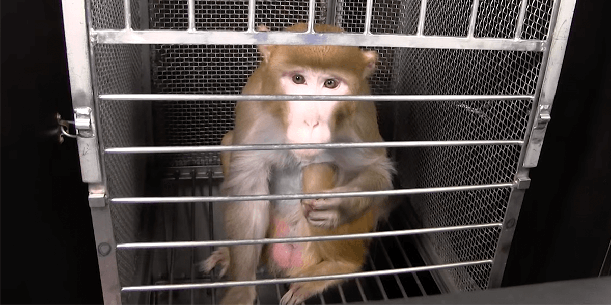 sad monkey in dark cage