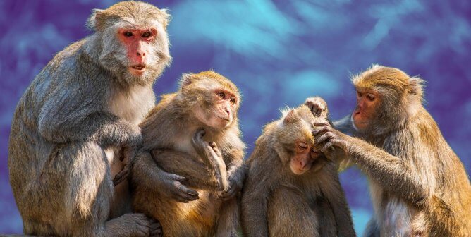 rhesus macaques with family in front of blue background