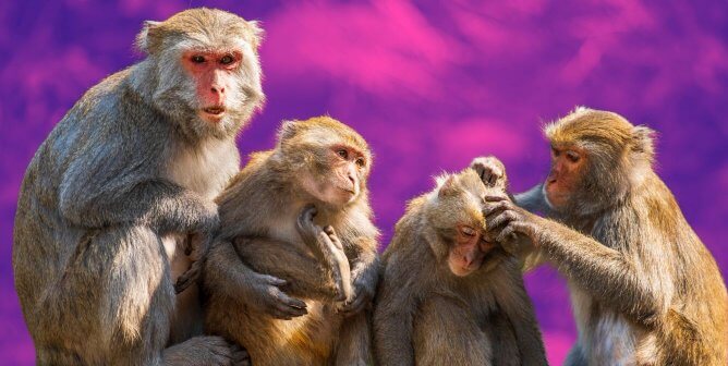 This Short Video Is Bringing the Monkey-Abduction Pipeline Crashing Down
