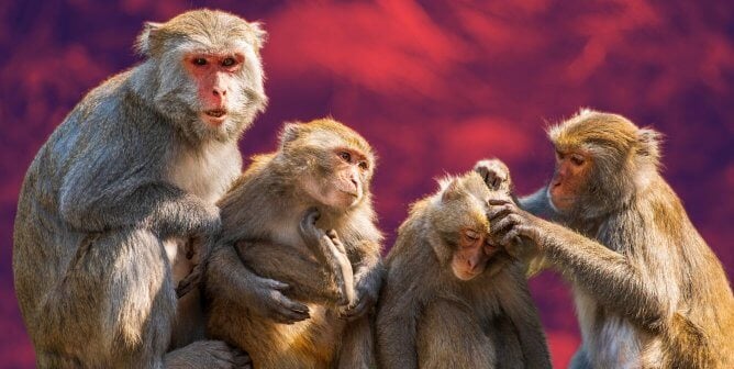 group of rhesus macaques