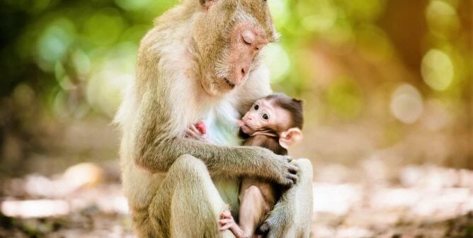 mother and baby long tailed macaque