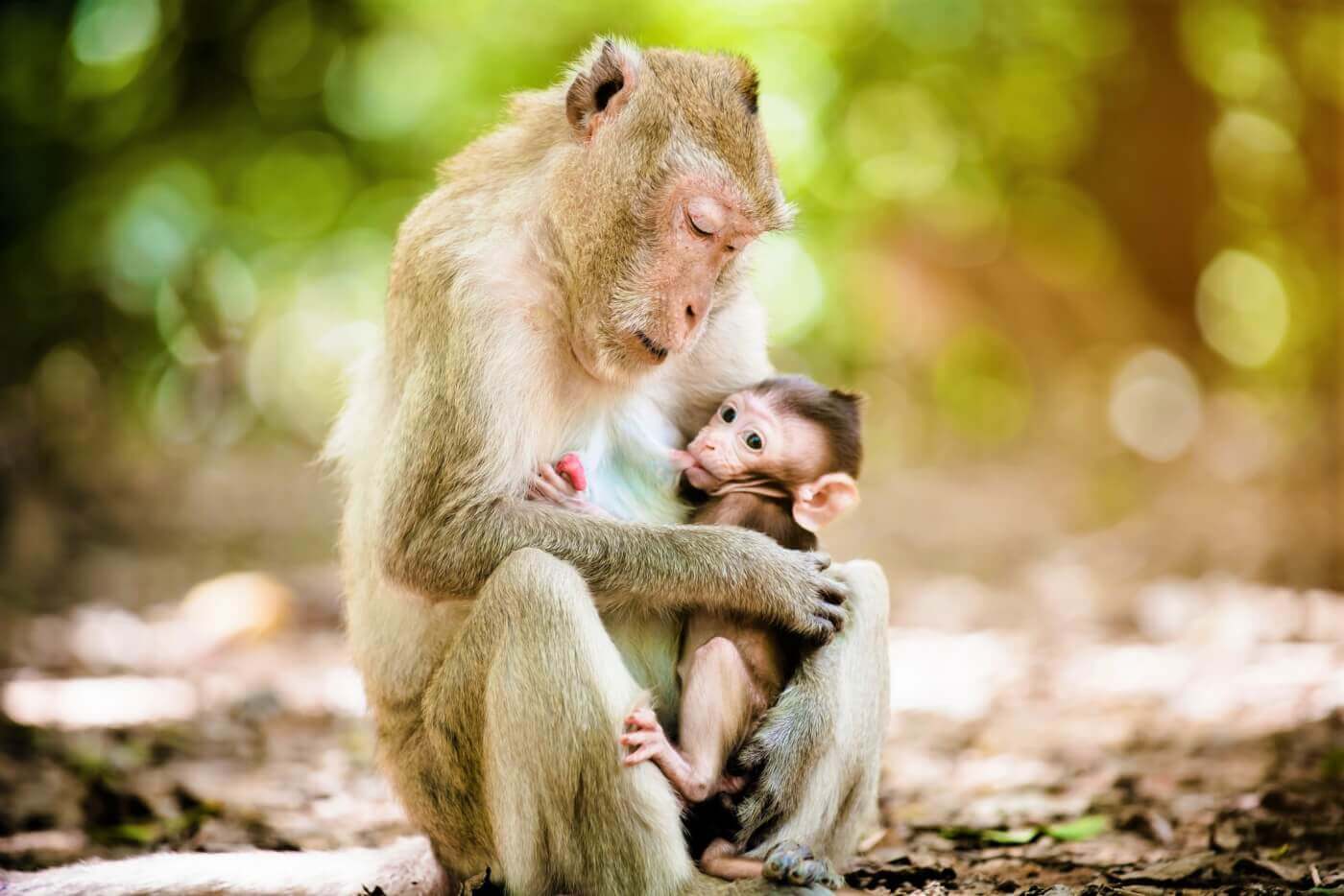 mother and baby long tailed macaque