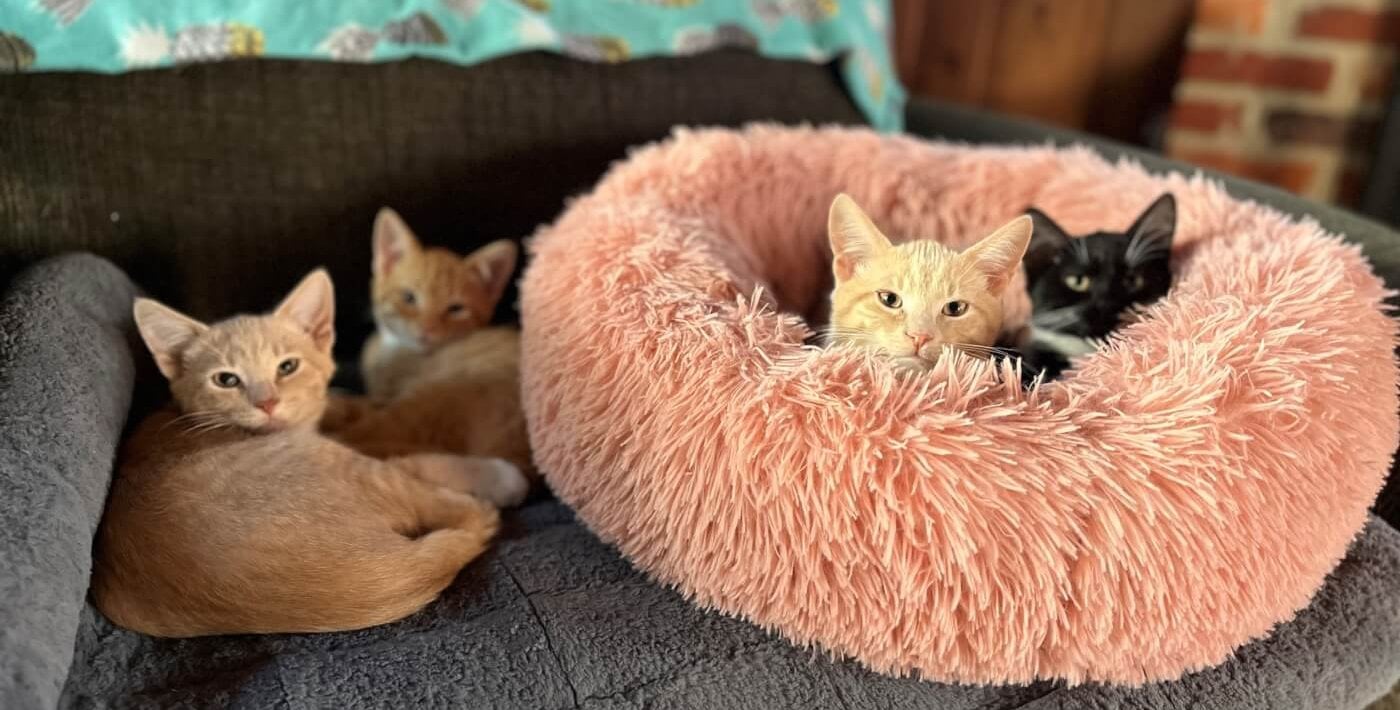 peta dog park kitten rescue3 e1666989818252 From Fearful Five to Fabulous Friends: Meet These Adoptable Kittens