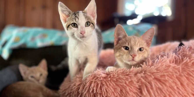 From Fearful Five to Fabulous Friends: Meet These Adoptable Kittens