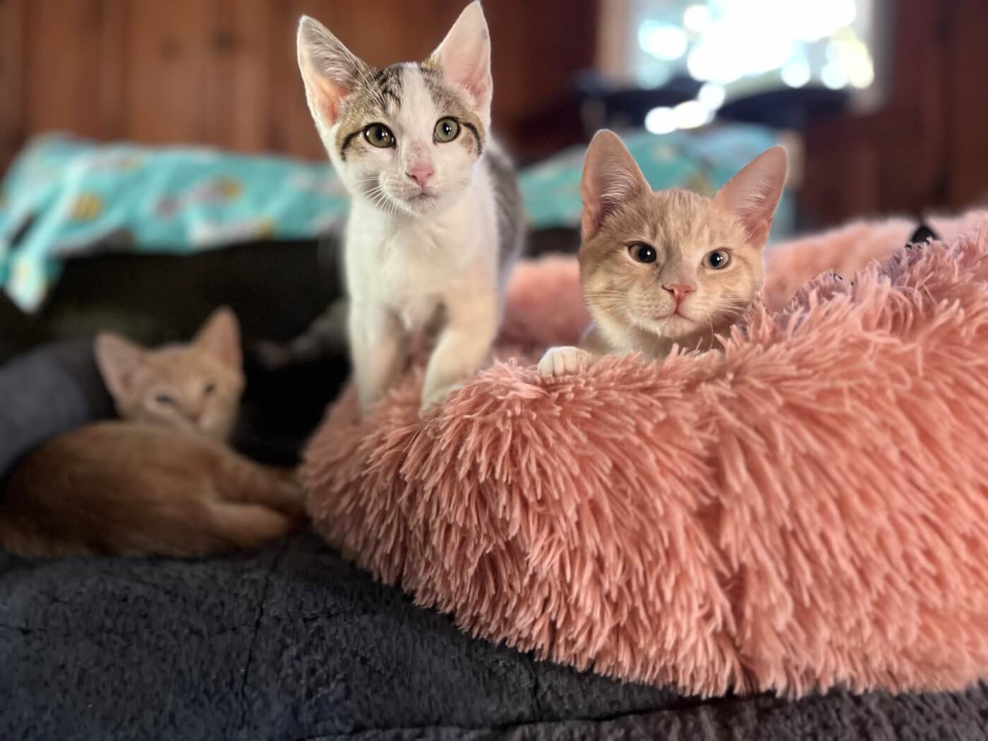 peta dog park kitten rescue5 From Fearful Five to Fabulous Friends: Meet These Adoptable Kittens