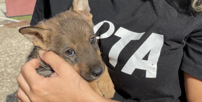 PETA Germany worker holds rescued dog Boni