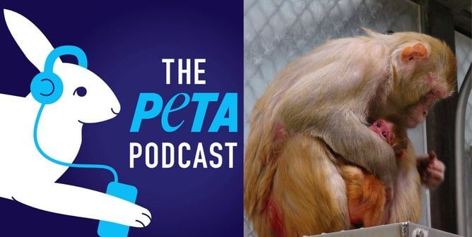 PETA podcast logo, monkey mother clutching baby in cage
