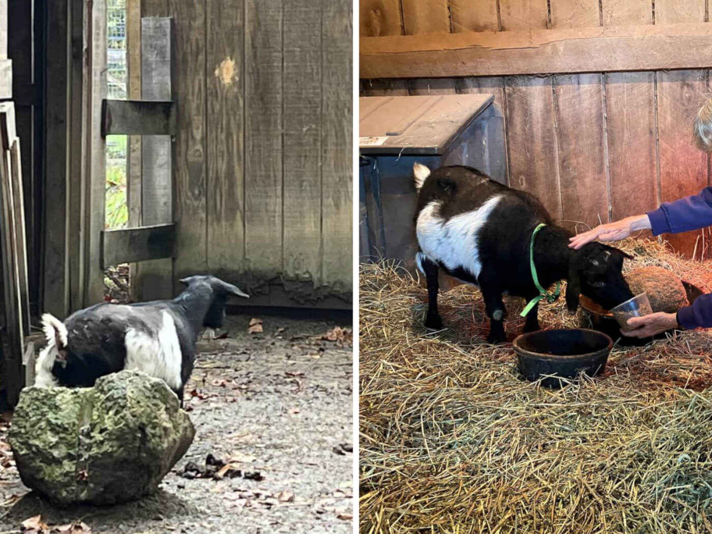 a photo composite showing princess the goat, on the left in her filthy enclosure at at tri-state zoo and on the right, being hand-fed in her quarantine at poplar spring animal sanctuary