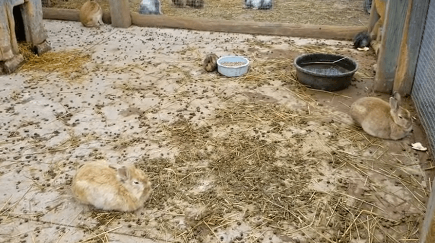 rabbits in a filthy concrete enclosure with sparse bedding and massive amounts of their own feces