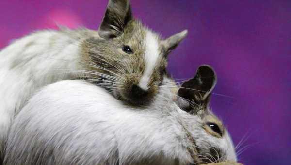 two rats laying on each other, purple background