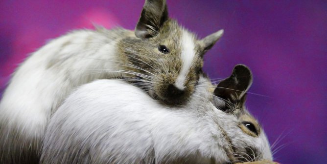 PETA Wants New York City’s ‘Rat Czar’ to Focus on Humans