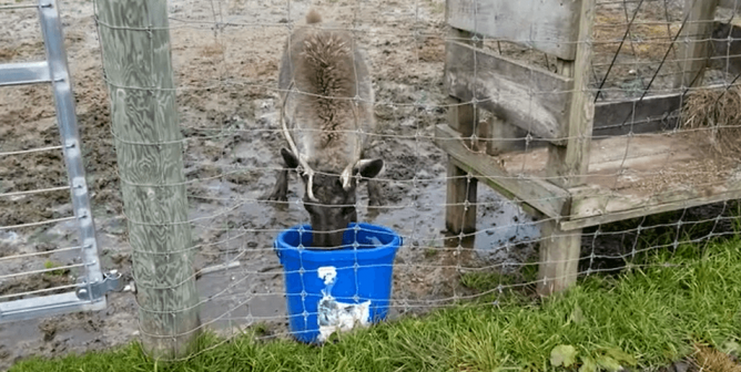 USDA: Revoke the License of Vile Anderson & Girls Orchards NOW!
