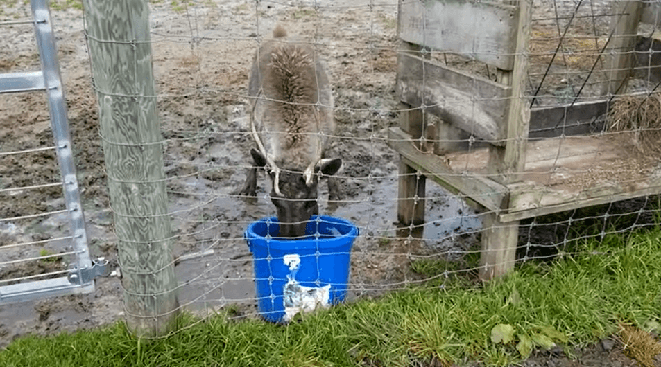 reindeer ss USDA: Stop Animal Exhibits at Anderson & Girls Orchards!