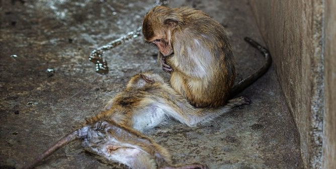 U.S. Fish and Wildlife Service: Add These Monkeys to the Endangered Species List!