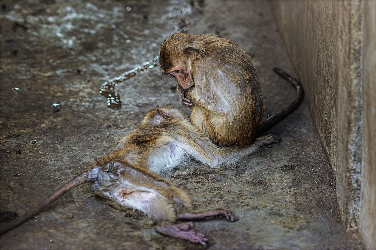 U.S. Fish & Wildlife Service Placates Animal Experimenters, Fails