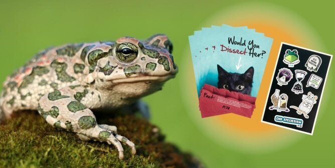 frog and peta literature