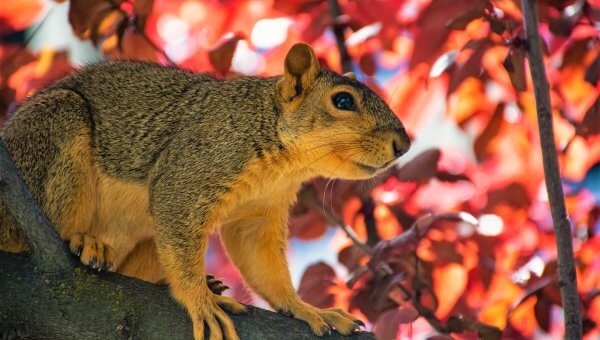 Tell Fowler Township Police to Ditch Cruel Squirrel Youth Hunt!