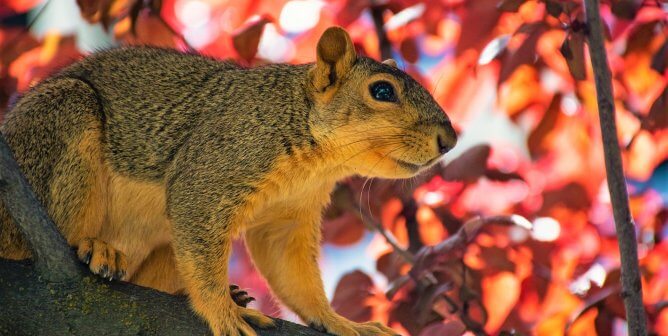 Tell Fowler Township Police to Ditch Cruel Squirrel Youth Hunt!